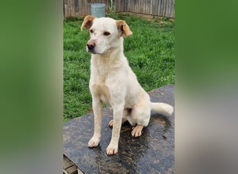 Casper (auf Pflegestelle Nähe Hannover)