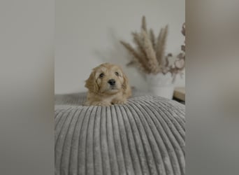 Cavapoo Welpen