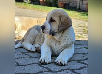 Mittelasiatischer Schäferhund mit stammbaum