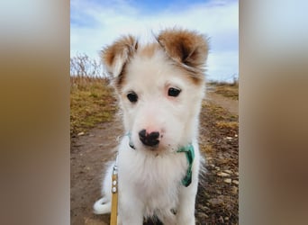 Fröhlicher Welpe Buddy