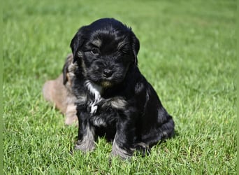 traumhaft hübscher Tibet Terrier Welpen aus erfahrender Zucht  sind geboren dürfen im Juni ausziehen