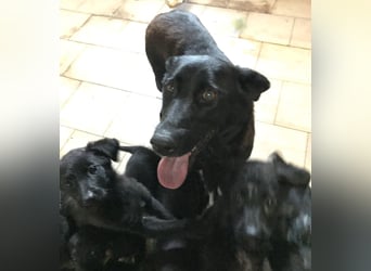 Sonja: Hundemama sucht Zuhause