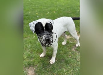 Vermittlungshilfe für Snoopy