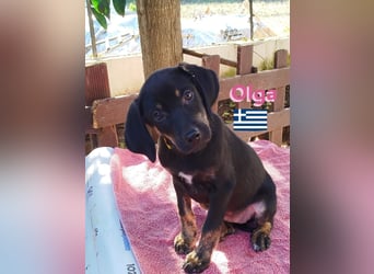 Olga, 01/25 - süßes Schlappöhrchen sucht Familie,bereits auf PS in 40723 Hilden