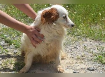 Fifi, eine von zwölf zurückgebliebenen Hunden sucht ein neues Zuhause