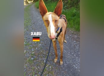 Xenon,geb.08/23,lieber Podenco sucht seine Familie,bereits auf Pflegestelle in Deutschland