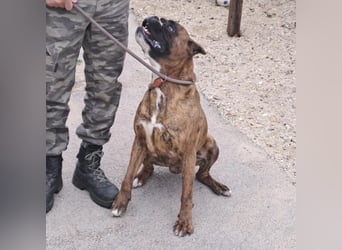 MAFLAS- BOXER RÜDE SUCHT NEUES ZUHAUSE