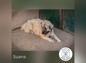 Suana: Eine sanfte Seele