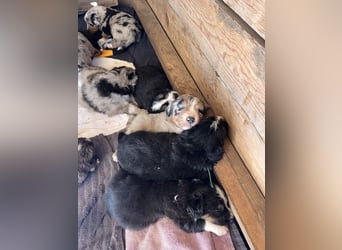 BernerSenne/ Australian Shepard