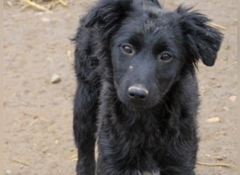 Schnuckelige DAYA hat das Potential zum Herzenshund