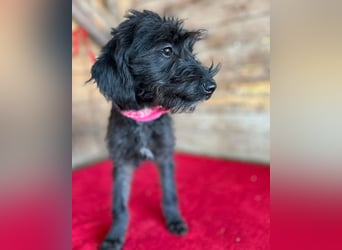 ❤️ süße kleine LEA - 6 Monate, 32cm/5,5kg - Schnauzer-Mix