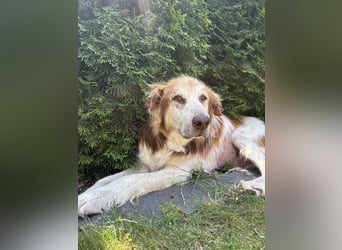 Jerry - in 15370 Fredersdorf Gnadenplatz gesucht