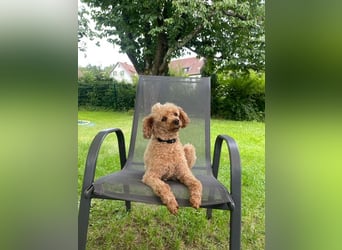 Ein Traumpaar sucht Traumzuhause !!!