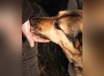 Tolle Senta sucht ruhiges Zuhause