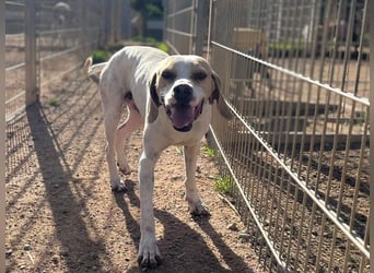 Remo – Pointer Mischling auf der Suche nach seinem Glück