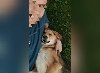 Sally, fröhliche, intelligente, sehr soziale, katzenverträgliche Junghündin
