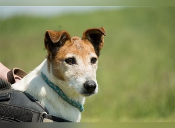 Pici-SI, Schmuse-Omi sucht dringend ein warmes Körbchen