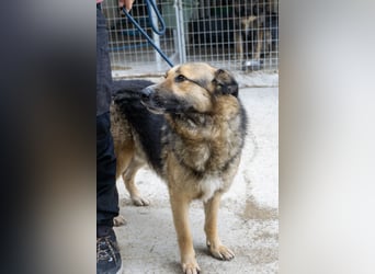 Schäferhund-Mix Loki - Rohdiamant sucht Zuhause