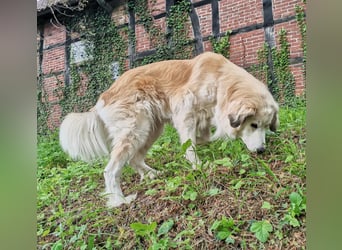 Almi (Almendra)