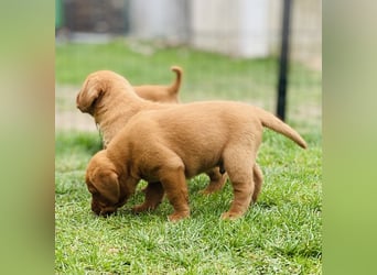 Typvolle Labrador Welpen in Foxred/Dark Foxred aus einer Top Verpaarung