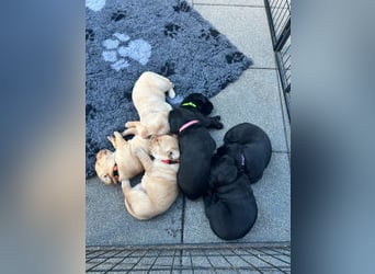 Reinrassige Labrador Welpen m.P. aus liebevoller Zucht