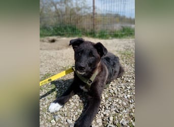 Fröhlicher Welpenjunge Buddy