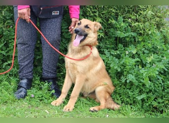 Boss, Mix Collie / Schäferhund, lieb und verträglich