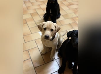 Labrador Welpen