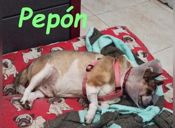 Pepón 01/2016 (ESP) - charmanter, verträglicher und anhänglicher kleiner Chihuahua!
