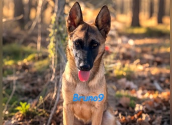 Bruno9 geb. 11/2024 (ESP) - sportlicher Malinois-Schäferhund-Mix Welpe!