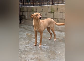 Canela eine schüchterne Podenca