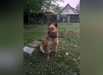 Fanny, 1,5 Jahre, 50cm sucht tierliebe Menschen