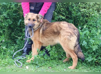 Bea, Mix Collie / Schäferhund, lieb und verträglich