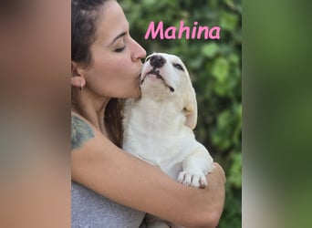 Mahina 01/2025 (ESP) - anhängliches und freundliches, süßes kleines Mädchen!