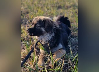 Kleine, feine ♥Roma♥ auf Körbchensuche