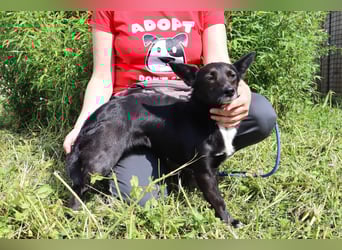 Hedi, Mix Dackel / Chihuahua, lieb und verträglich