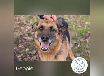 Peppie, lässt gern mal die Ohren hängen!