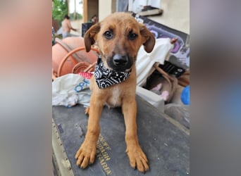 KIMO - möchte ins Hundeglück starten!