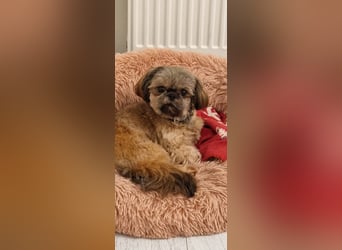 Unsere reinrassige Shih Tzu Hündin Sky sucht ab mitte Mai noch ihr neues Zuhause
