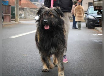 Wuscheliger Grey sucht seine Familie