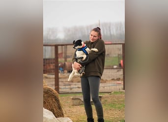 Ravioli PP – Aufgeweckter Wuschelkopf sucht Familienanschluss
