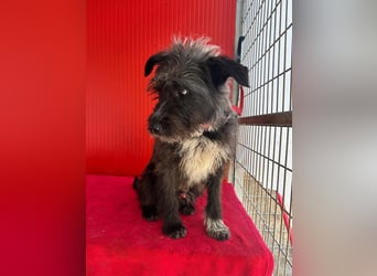 Ficko, Schnauzer-Mix, Rüde, geb. am 18.01.2024, 45 cm
