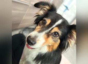 Ivy - liebevolle Einzelprinzessin