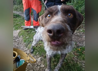 Jack - lebensfroher Drahthaarmix sucht sportliche Familie mit Herz und Hundeverstand