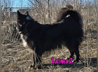 Laima2 geb. 01/2021 - sportliche und aufmerksame, wunderschöne Border-Collie-Mix Hündin!