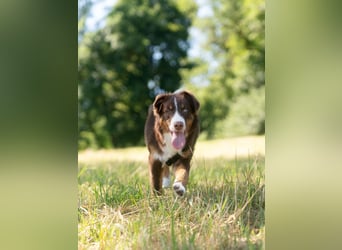 Australian Shepherd Welpe Rüden, ASCA