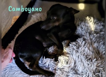 Camboyano 12/2022 (in Deutschland) - lustiger kleiner Pinscher-Mix!