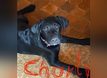 Charly (reserviert)