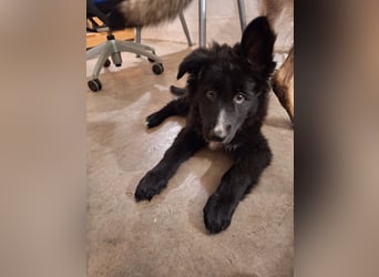 Border Collie Schäferhund Welpe