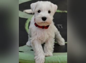 Welpen weiß Zwergschnauzer Rüde und Hündin